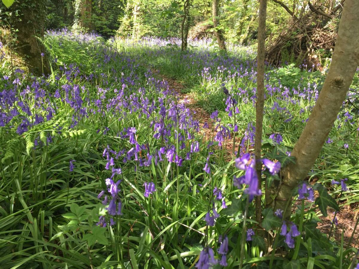 Blackhill Woods Retreat Abbeyleix Eksteriør billede